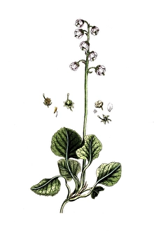 Pyrola rotundifolia, round-leaved wintergreen, digital reproduction of a historical original, between 1790 and 1810
