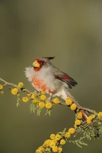 Pyrrhuloxia (Cardinalis sinuatus)