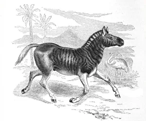 Quagga (Equus quagga quagga), is an extinct form of zebra