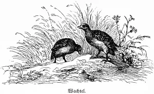 Two quails, Hubertus hunting and hunting scenes