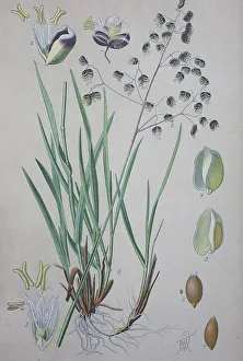 Quaking-grass (Briza media), historical illustration from 1885