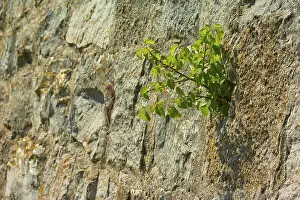 Quarry stone wall with a green shoot