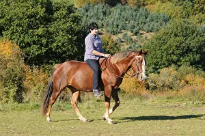 Quarter Horse, Gelding, with rider