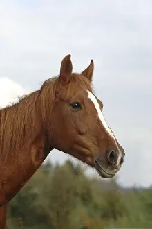 Quarterhorse-Stute