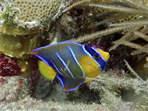 Queen angelfish juvenile (Holacanthus ciliaris)