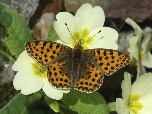 Queen of Spain Fritillary (Issoria lathonia)