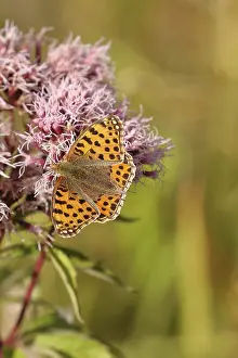 Queen of spain fritillary (Issoria lathonia)