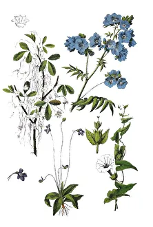 Quendel silk, Cuscuta epithymum (top left)