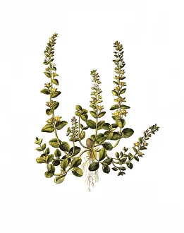 Quendel-Speedwell, Veronica serpyllifolia
