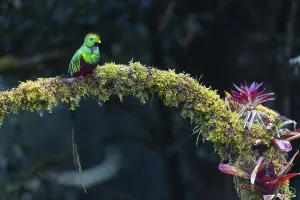Quetzal (Pharomachrus mocinno)