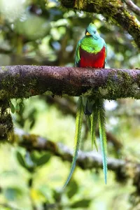 Quetzal (Pharomachrus mocinno)
