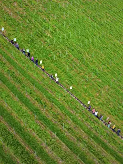A queue of people walks along a well-tended vineyard