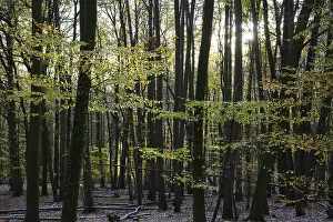 A quiet autumn forest with sunlight shining through the trees