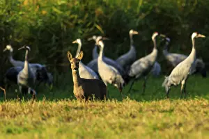 In a quiet evening mood, a deer stands in front of a group of cranes in a meadow