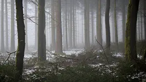 A quiet forest in fog that slightly covers the ground with snow