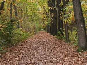 A quiet forest path in autumn, covered with leaves and surrounded by trees