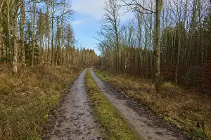 Quiet forest path in autumn, lined with bare trees