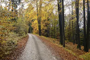 A quiet forest path in autumn, lined with trees and fallen leaves