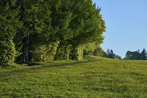 A quiet forest path at the edge of a meadow with dense tree cover