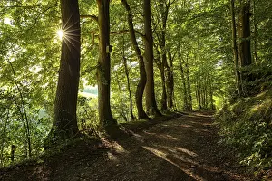 A quiet forest path in the evening light