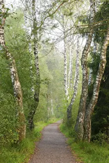A quiet forest path lined with birch trees in green light