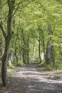 A quiet forest path lined with green leafy trees in spring