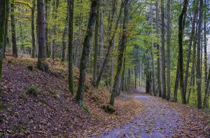 A quiet forest path, lined with trees and covered with autumn leaves