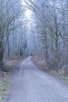 A quiet forest path surrounded by bare trees in a cool winter atmosphere