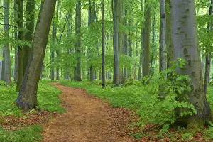 Quiet forest path surrounded by beech trees