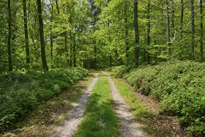 A quiet forest path, surrounded by green trees and foliage