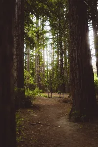 A quiet forest path surrounded by tall trees with rays of light