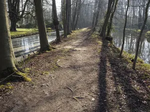 A quiet forest path between tall trees