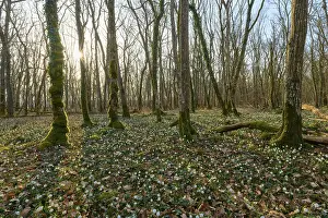 A quiet forest with sunlight shining through the trees onto the ground
