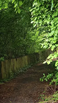 A quiet forest trail lined with thick bushes and trees