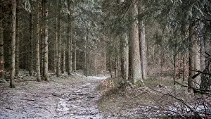 Quiet forest trail in a snowy forest