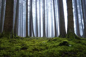 A quiet, moss-covered forest with tall trees in fog