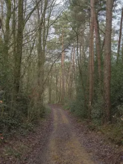A quiet, narrow forest path, lined with dense trees