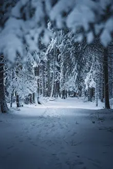 A quiet path covered with snow leads through a forest