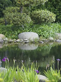 Quiet pond with flowers and trees