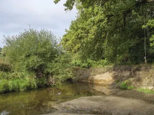 A quiet river flows through a dense forest