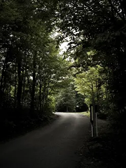 A quiet road in a dense forest with overhanging trees creating a peaceful