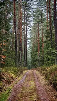 A quiet, tree-lined forest trail through the forest