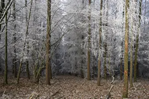 A quiet winter forest with snow-covered trees and still soil