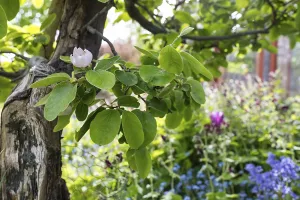 Quince (Cydonia oblonga) in bloom