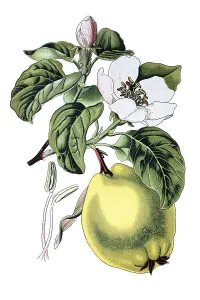 Quince tree (Cydonia vulgaris)
