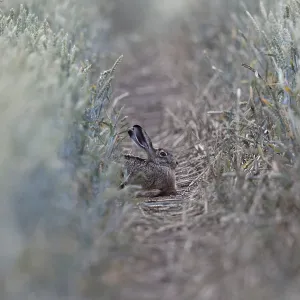 Quite cosy... European hare (Lepus europaeus)