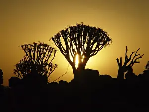 Quiver tree (Aloe dichotoma)
