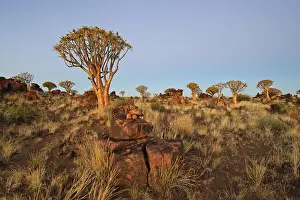 Quiver Tree (Aloe dichotoma) after sunset in the Quiver Tree forest at the Garas Camp