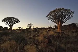 Quiver Tree (Aloe dichotoma) after sunset in the Quiver Tree forest at the Garas Camp