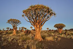 Quiver Tree (Aloe dichotoma) after sunset in the Quiver Tree forest at the Garas Camp